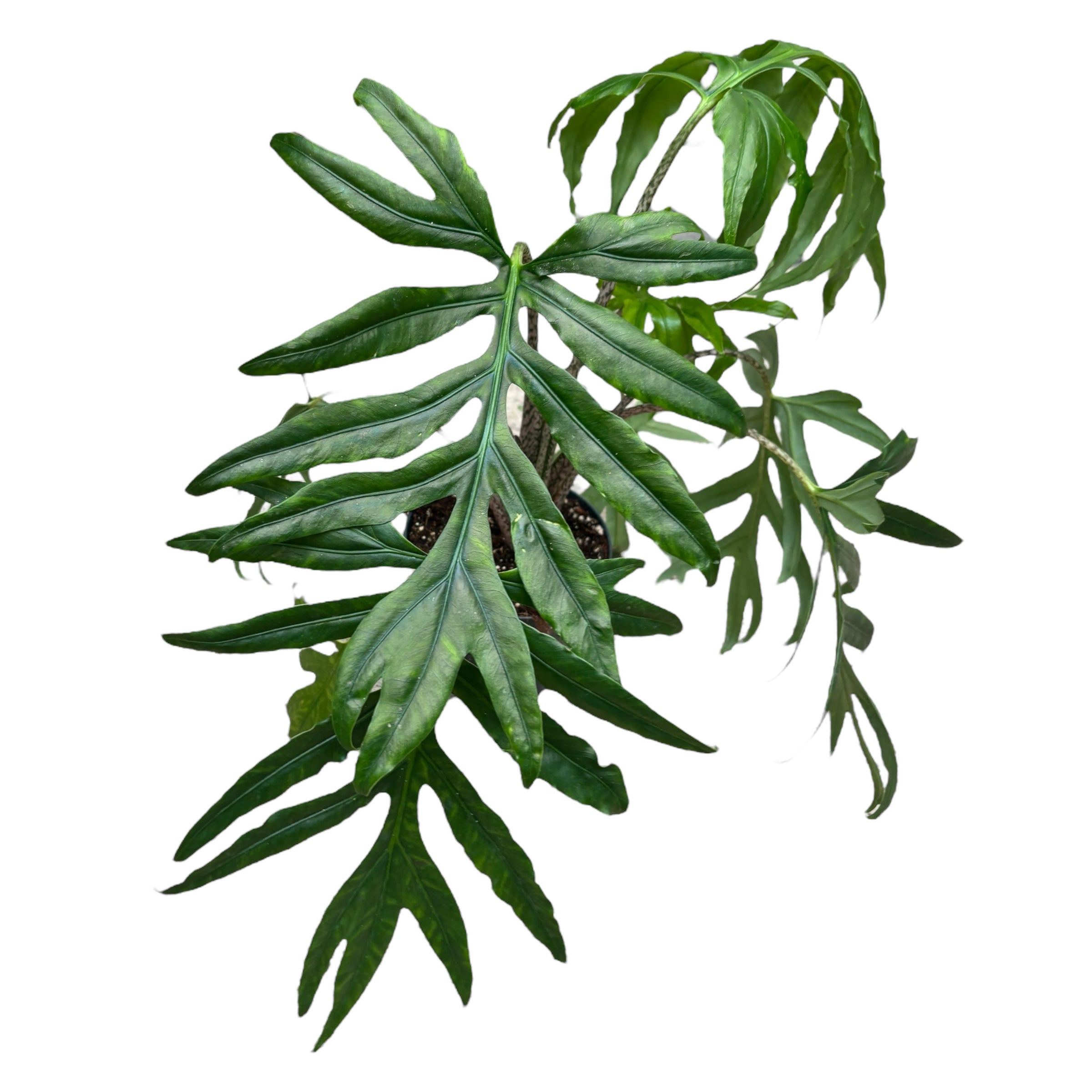 Alocasia brancifolia 'Pink Passion' 2pp