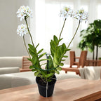 Epidendrum radicans ‘White’ XL