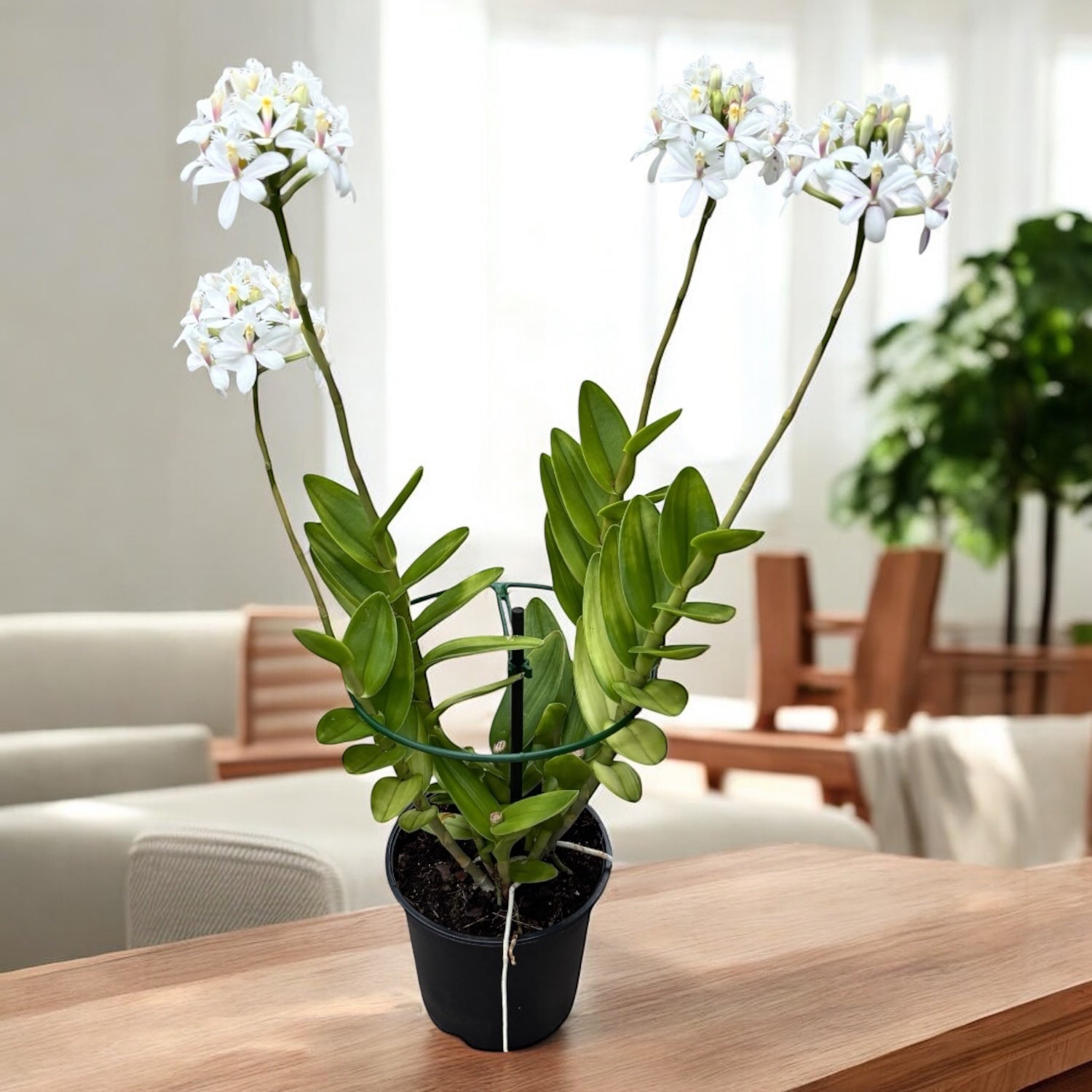 Epidendrum radicans ‘White’ XL