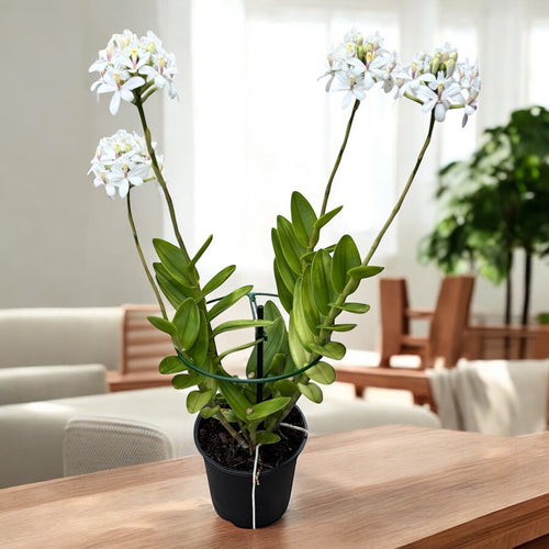 Epidendrum radicans ‘White’ XL