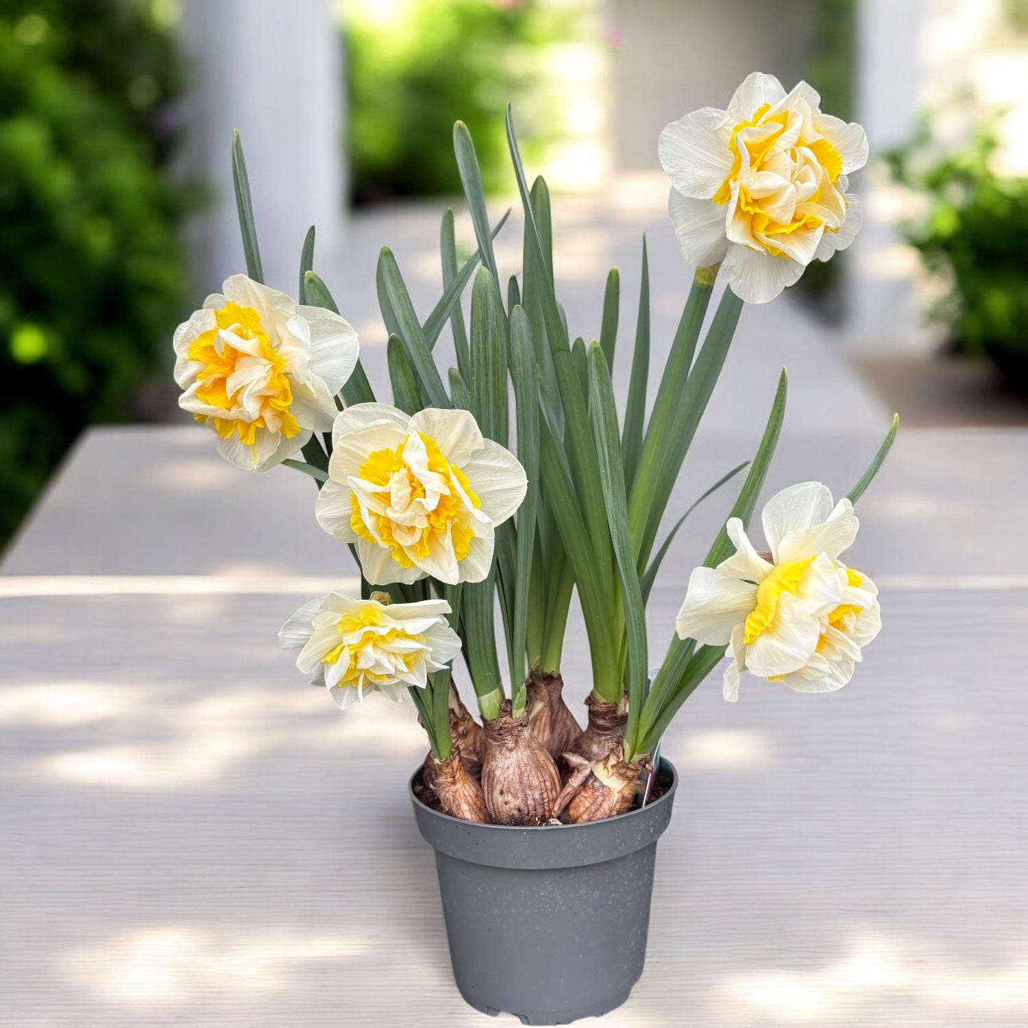 Narcise cu flori duble XL, puternic parfumate - Narcissus 'Westward'