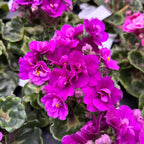 Saintpaulia Rococo Cyclam - Violete de Parma cu flori duble