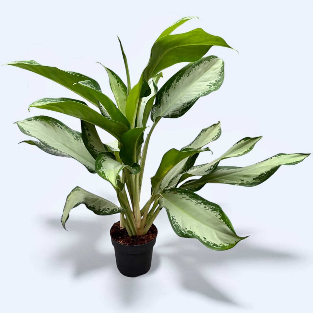 Aglaonema 'Cleopatra' - exemplare XL (2 plante/ghiveci)