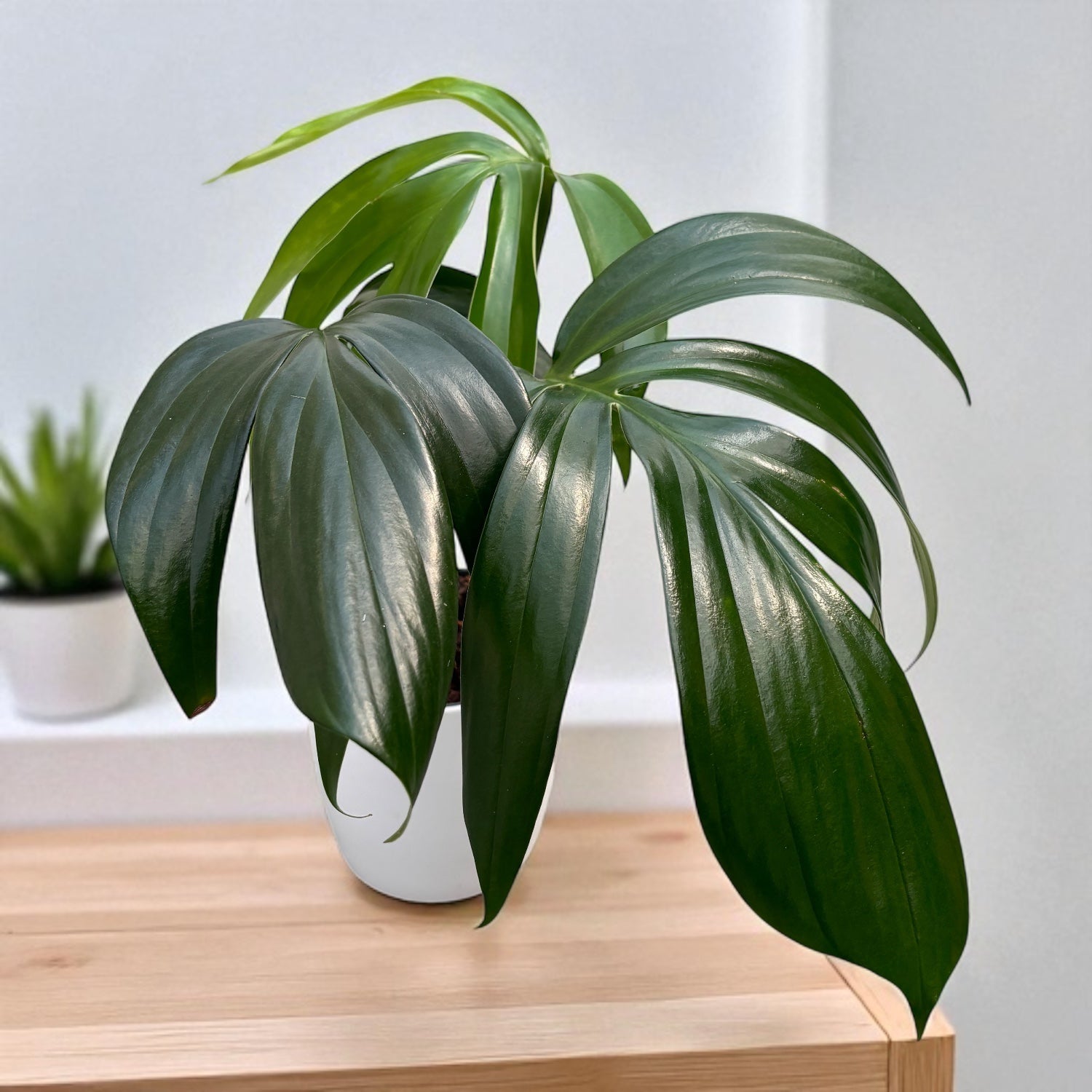 philodendron kylin tail Rhaphidophora decursiva (Philodendron Kylin Tail) D12 – Secret Garden Plant Shop