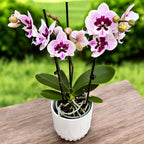 Phalaenopsis Aladdin (Lioulin Hot Lip) *big lip