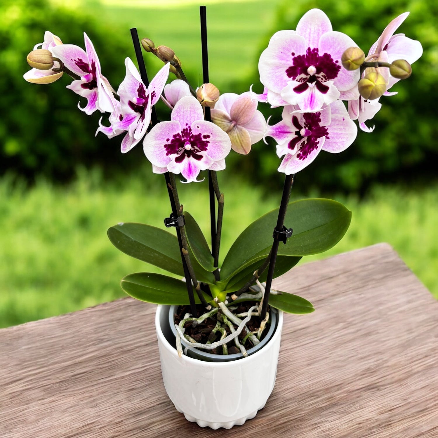Phalaenopsis Aladdin (Lioulin Hot Lip) *big lip