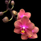 Phalaenopsis Dusty Belle D12 αρωματική
