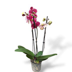 Phalaenopsis Vörös Szezám
