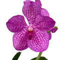 Vanda NITAYA Candy Pink (ANSU)