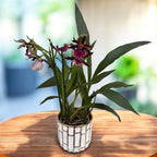 Zygolum Louisendorf 'Rhein Moonlight' - fragrant