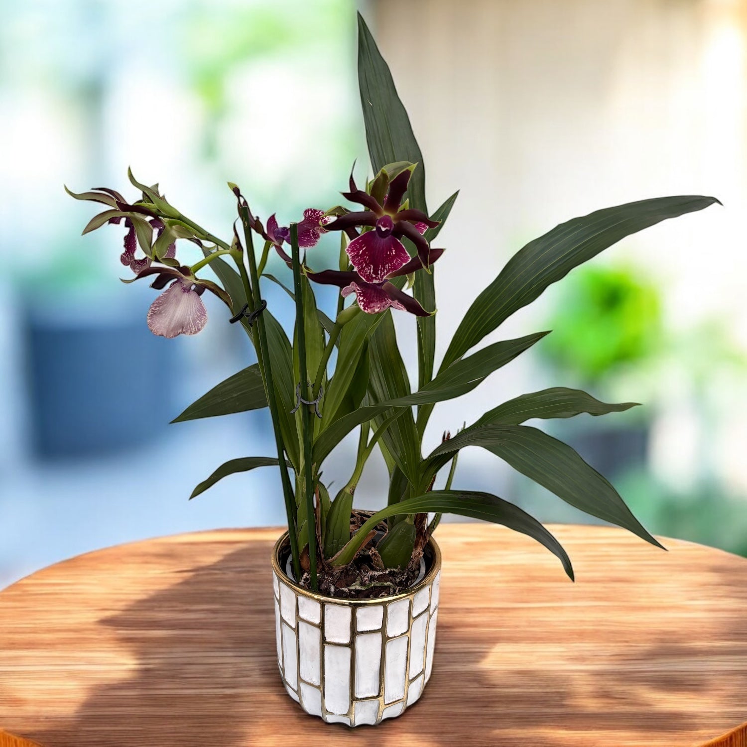 Zygolum Louisendorf 'Rhein Moonlight' - fragrant