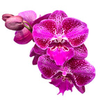 Phalaenopsis OX Lion Heart big lip