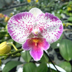 Phalaenopsis Shalu Rose × Yu Pin Fire Works