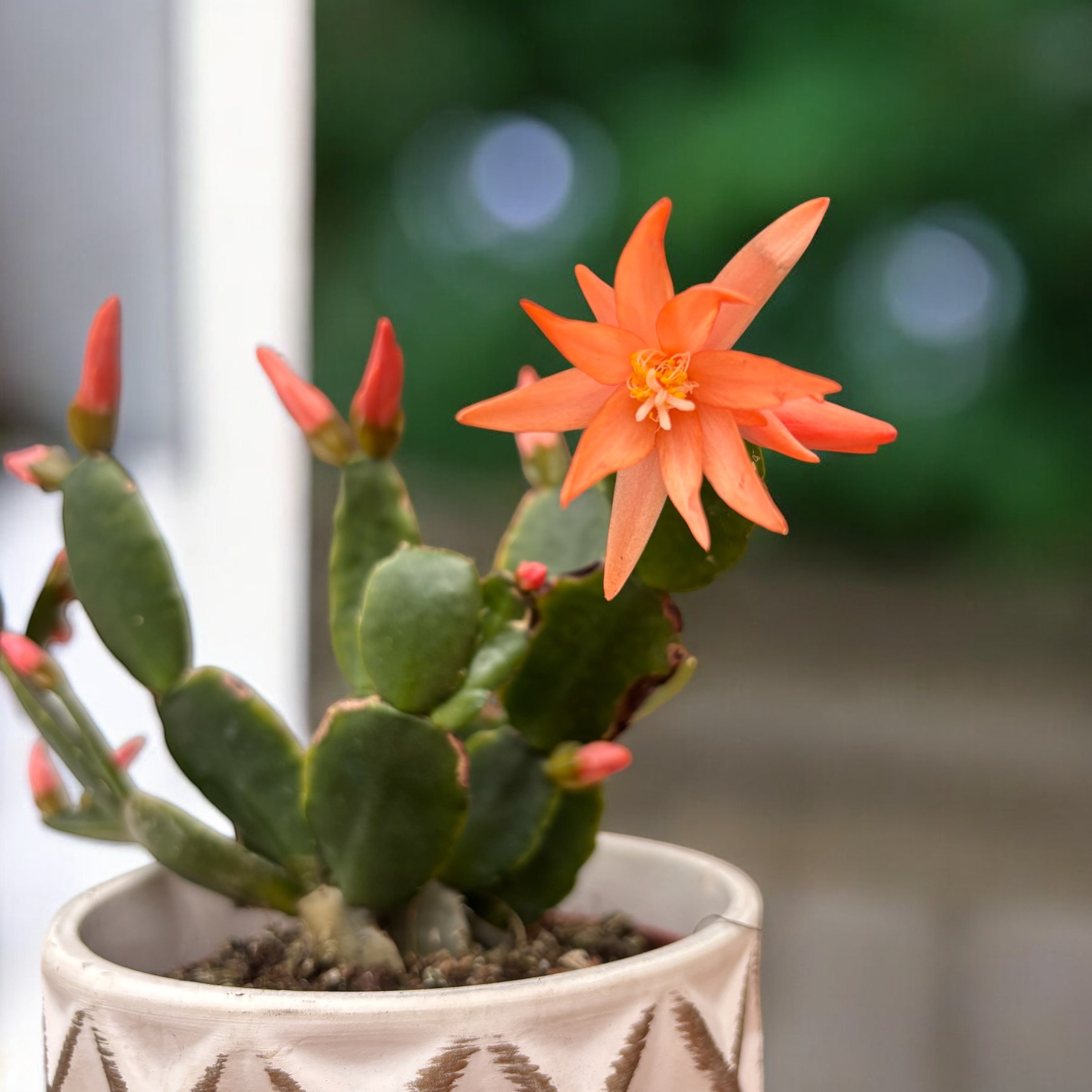 Rhipsalidopsis ‘Colombia’ (floarea pastelui) 2pp