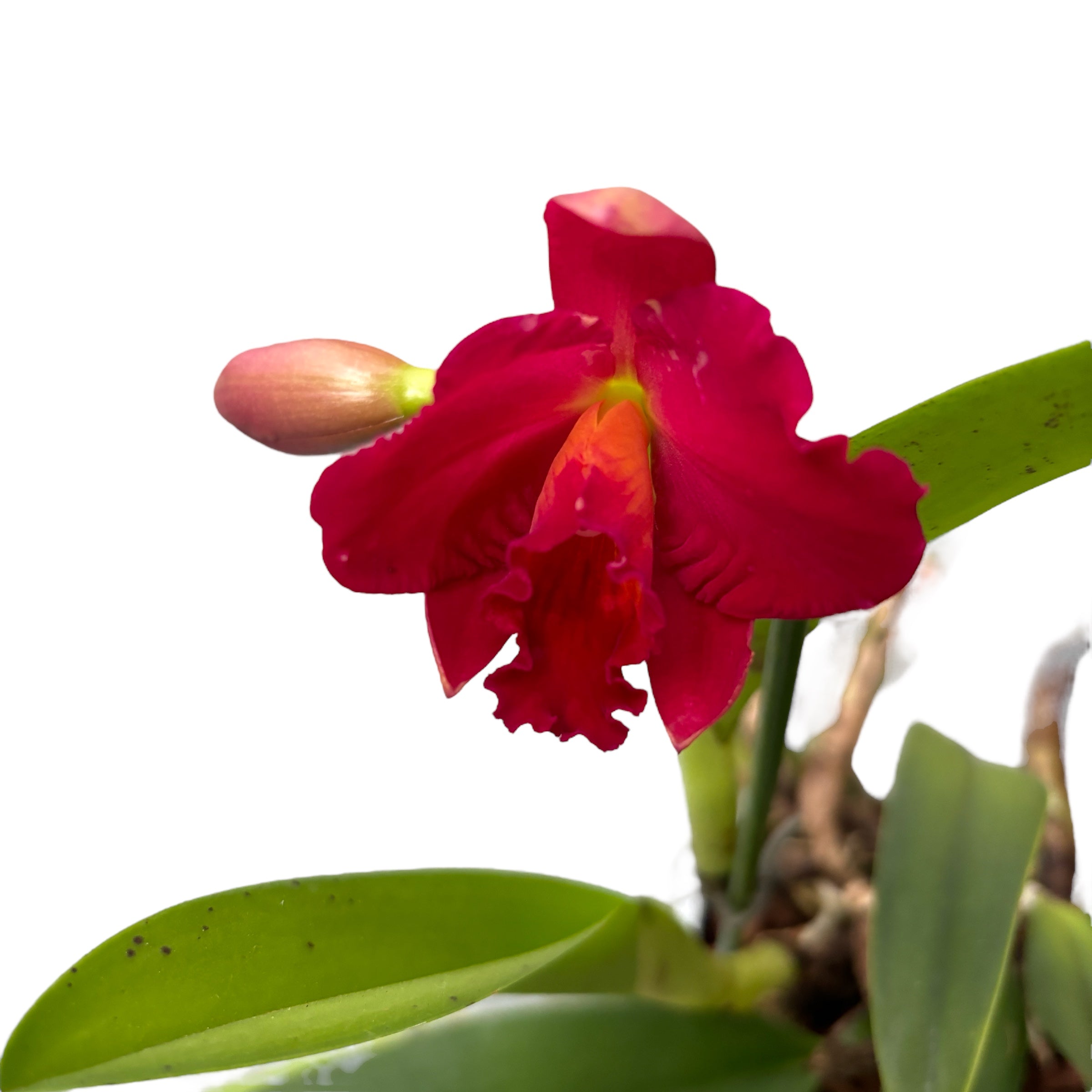 Cattleya #12
