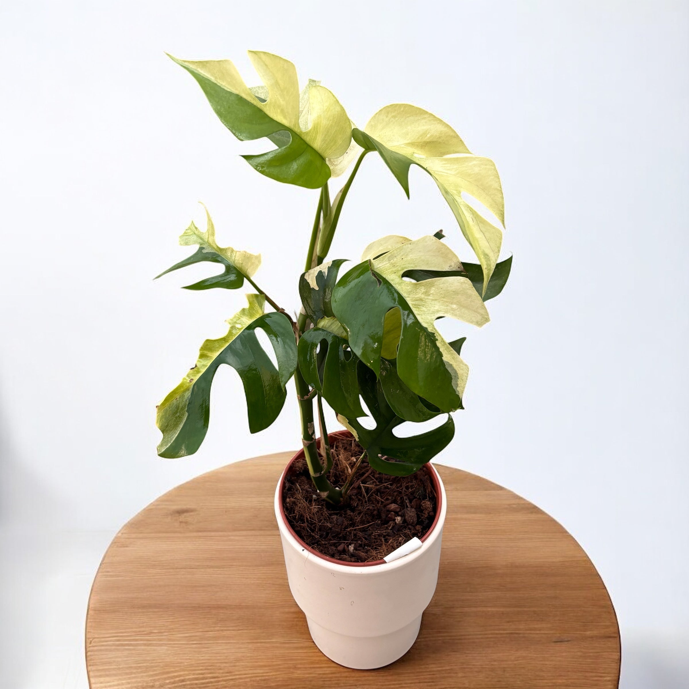 Monstera minima 'Variegata' (Rhaphidophora tetrasperma 'Variegata