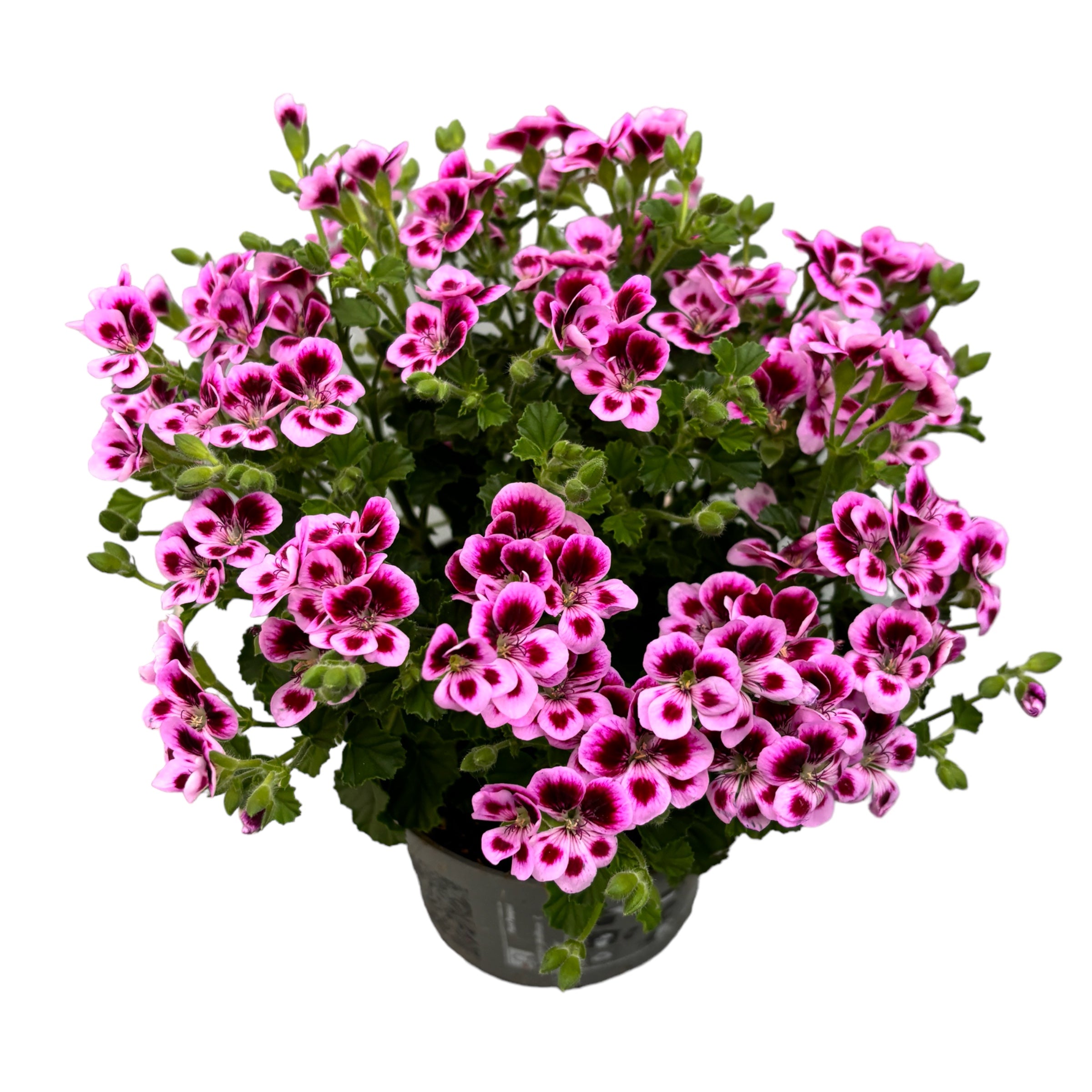 Muscate antitantari parfumate  - Pelargonium ‘Angel Parfum Jady’