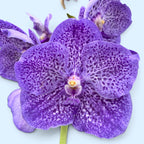 Vanda Sunanda Lavender Sprinkles (Ansu)
