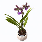 Zygopetalum Impasto Blue * fleurs peloriques et parfumées