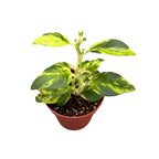 Pedilanthus tithymaloides ‘Splish Splash’ - Devil’s Backbone