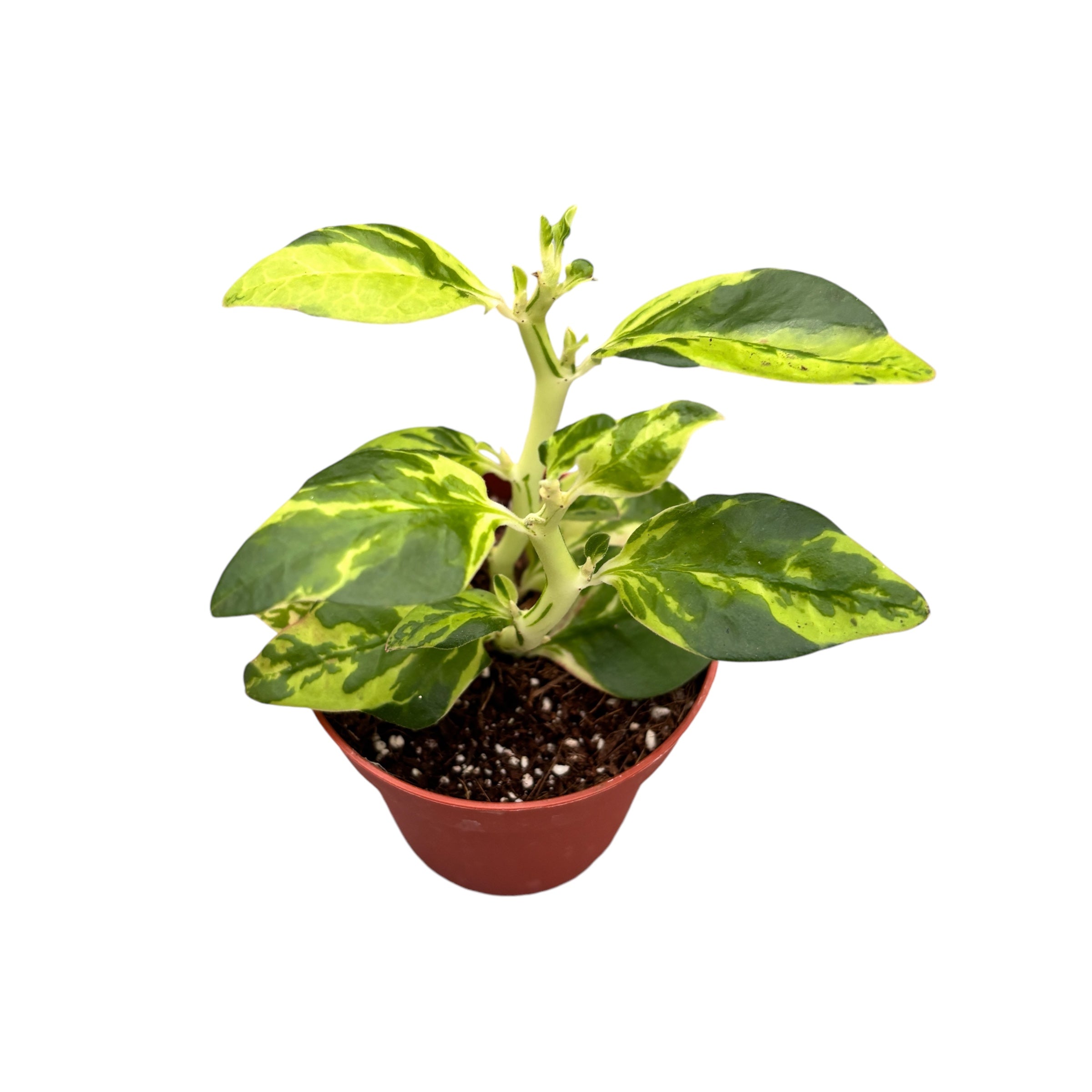 Pedilanthus tithymaloides ‘Splish Splash’ - Devil’s Backbone