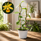 Vanilla planifolia - Orquídea de vainilla
