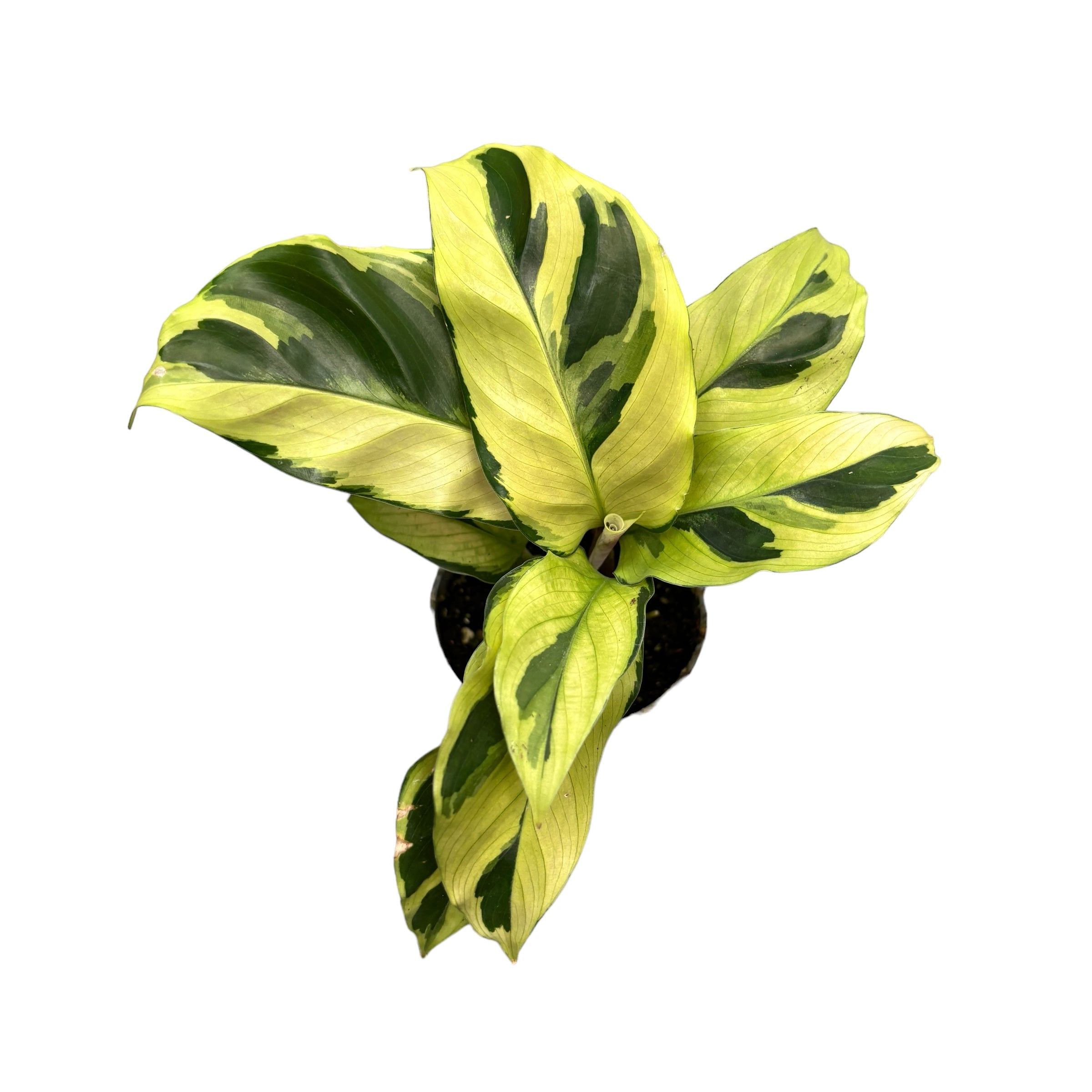 Calathea 'Yellow Fusion’ (babyplant)