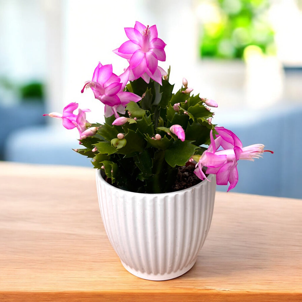 Schlumbergera truncata ‘Flame Pink’ -  cactus de Craciun