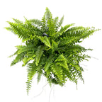 Nephrolepis exaltata ‘Green Lady’ XL – trópusi páfrány gazdag és elegáns lombbal