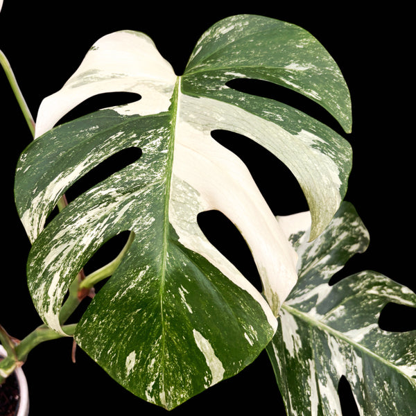 Monstera deliciosa 'Variegata' MDV-02