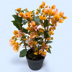 Bougainvillier 'Dania Yellow' - Fleur de papier jaune