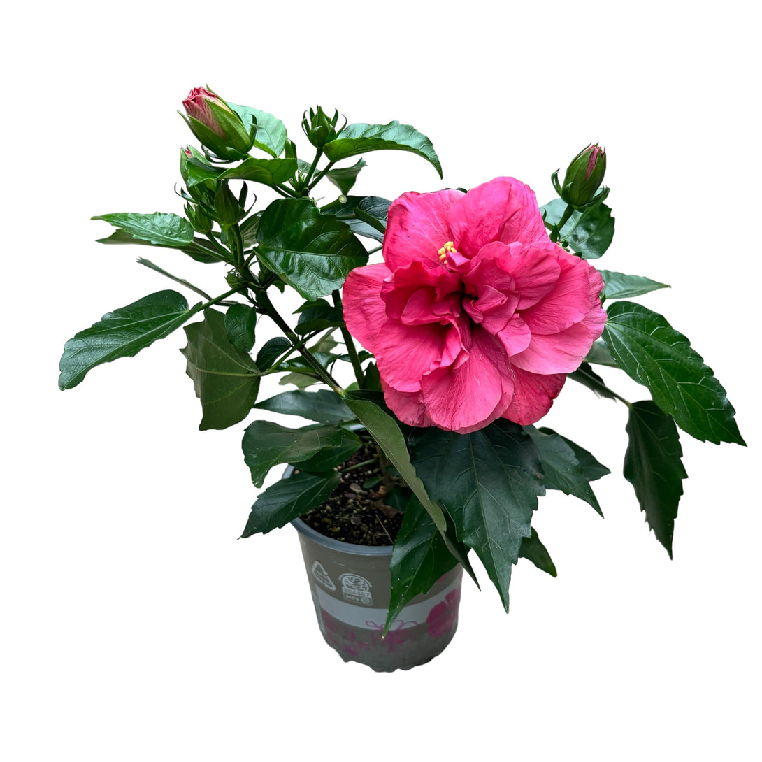 Hibiscus rosa-sinensis - Trandafir japonez cu floarea dubla roz ...