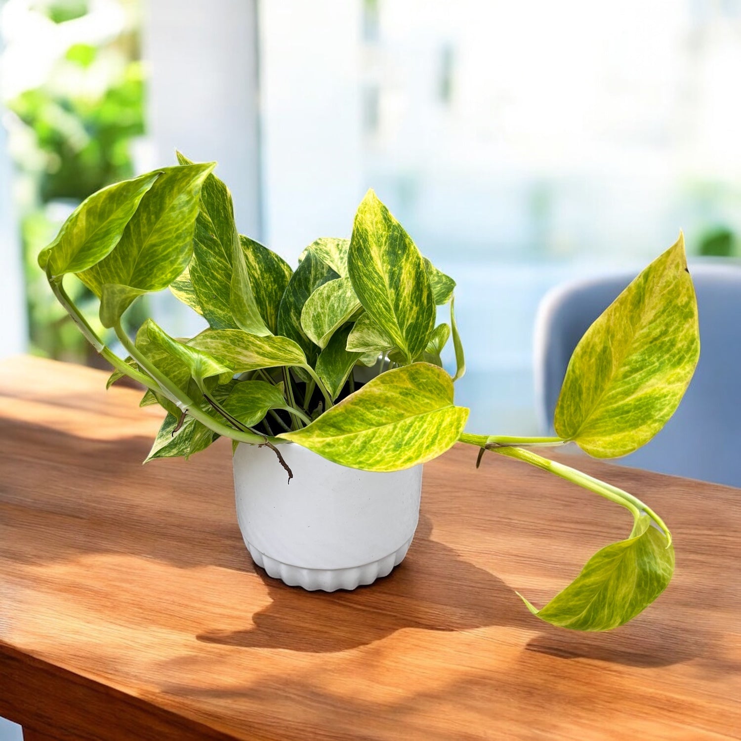 Epipremnum pinnatum 'HiColor' 3 plante/ghiveci