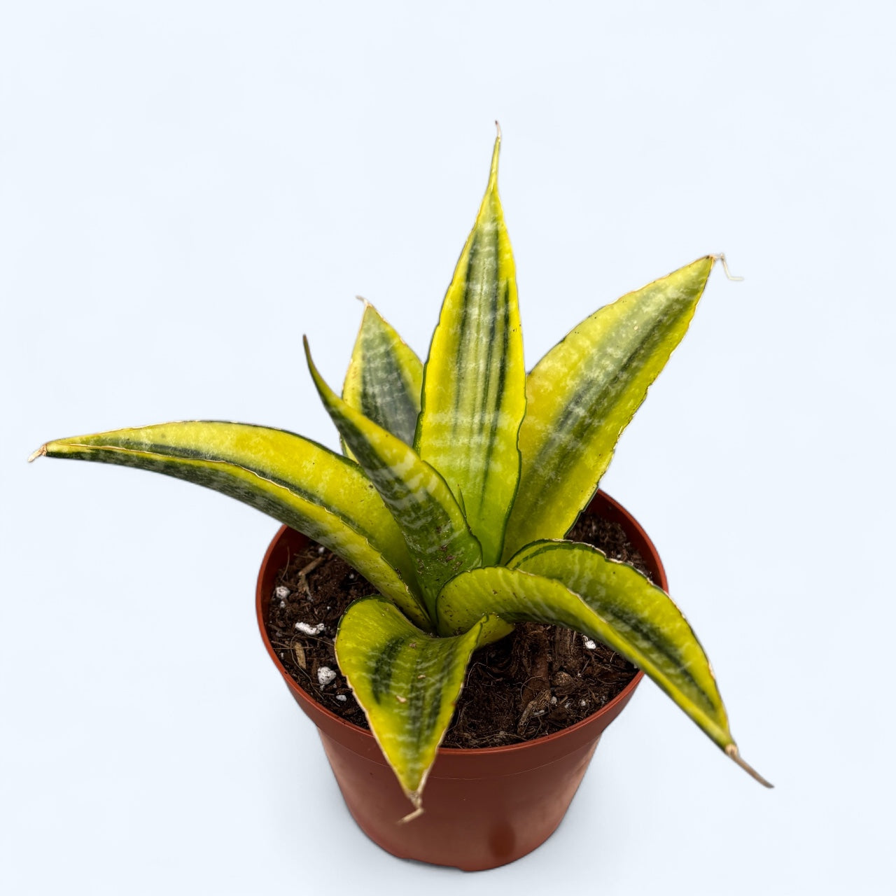 Sansevieria ‘Gabriella Variegata’