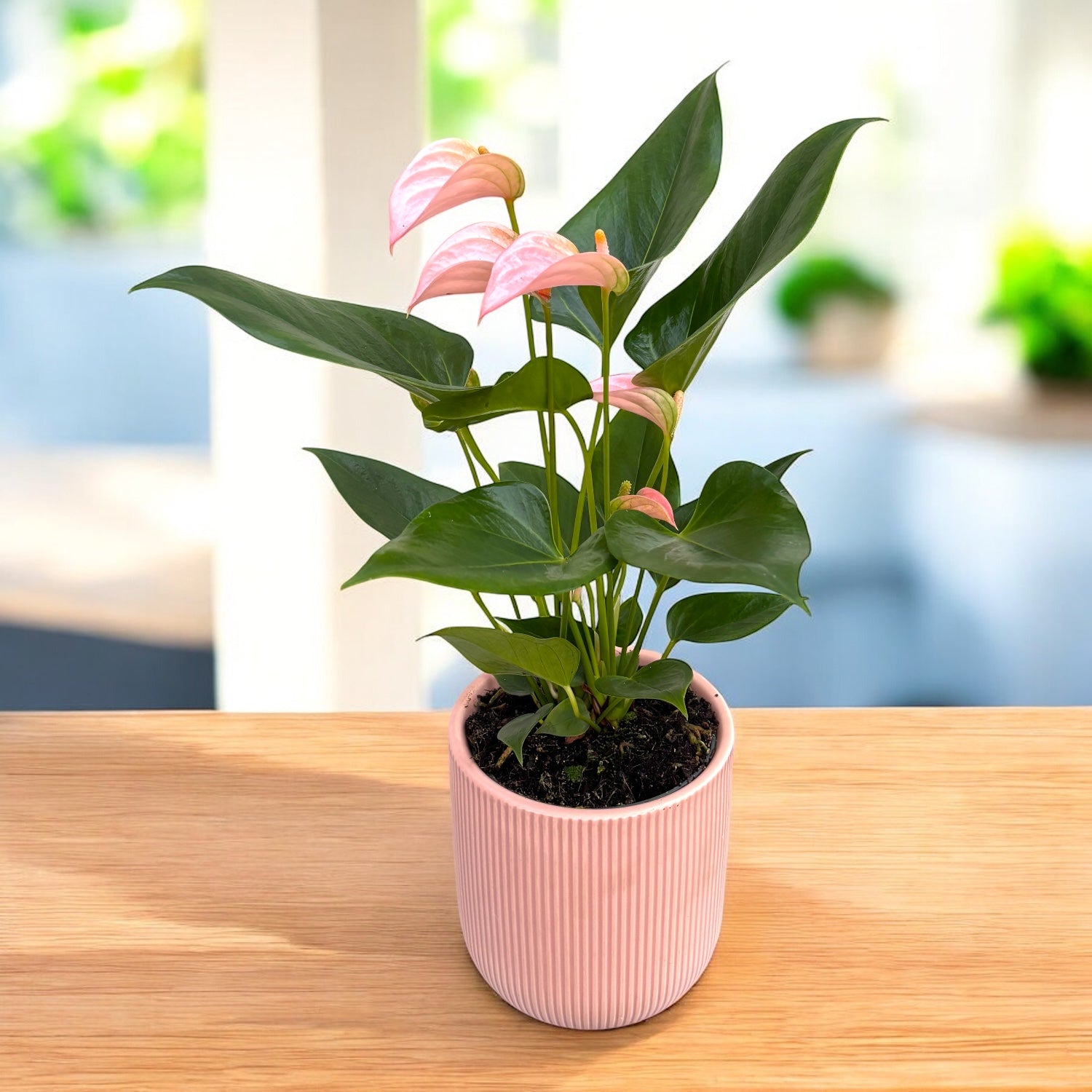 Anthurium « Joli Peach » avec masque déco et système d'auto-arrosage, entretien facile