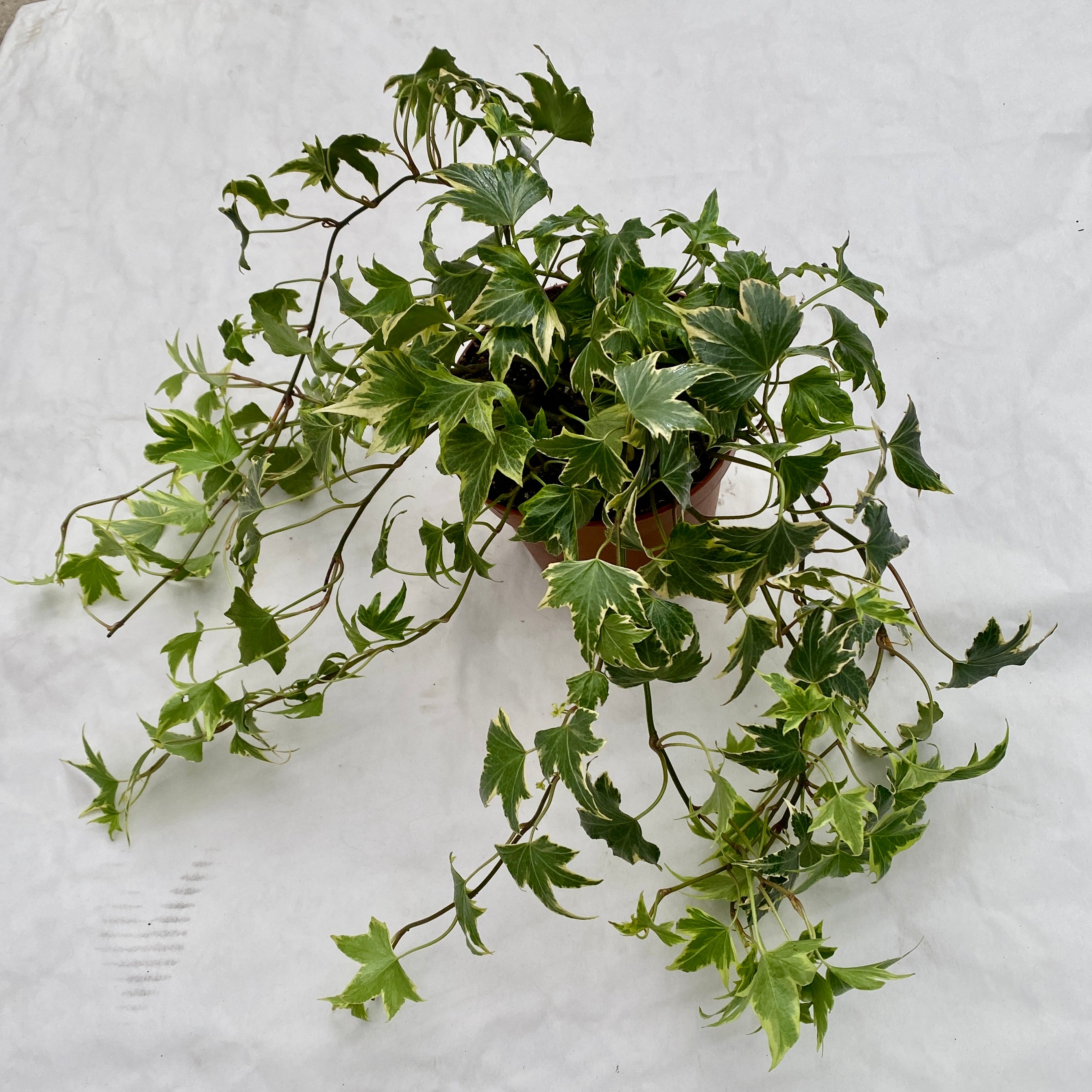 Iedera - Hedera helix 'White Ripple'