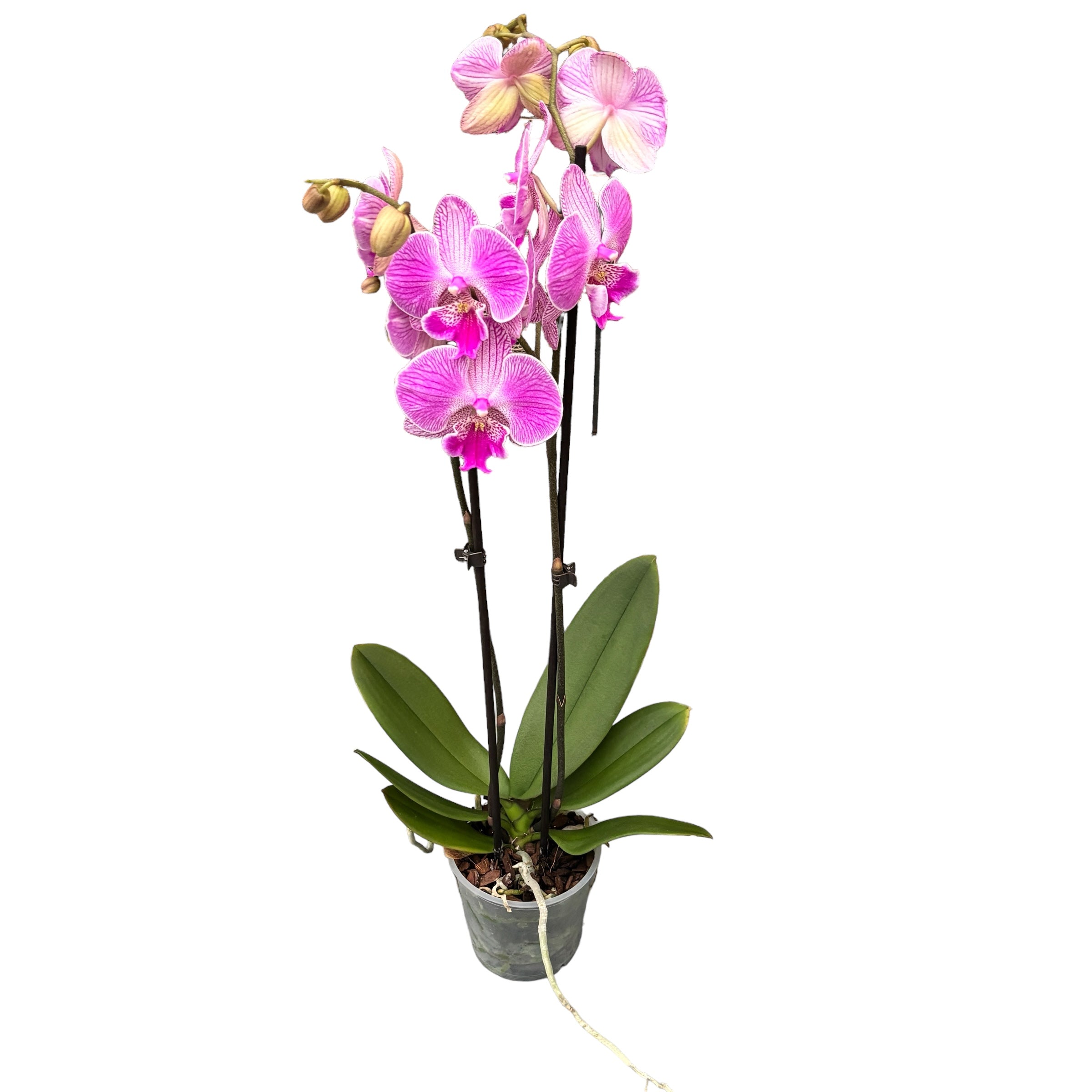 Phalaenopsis ‘Laura’ big lip
