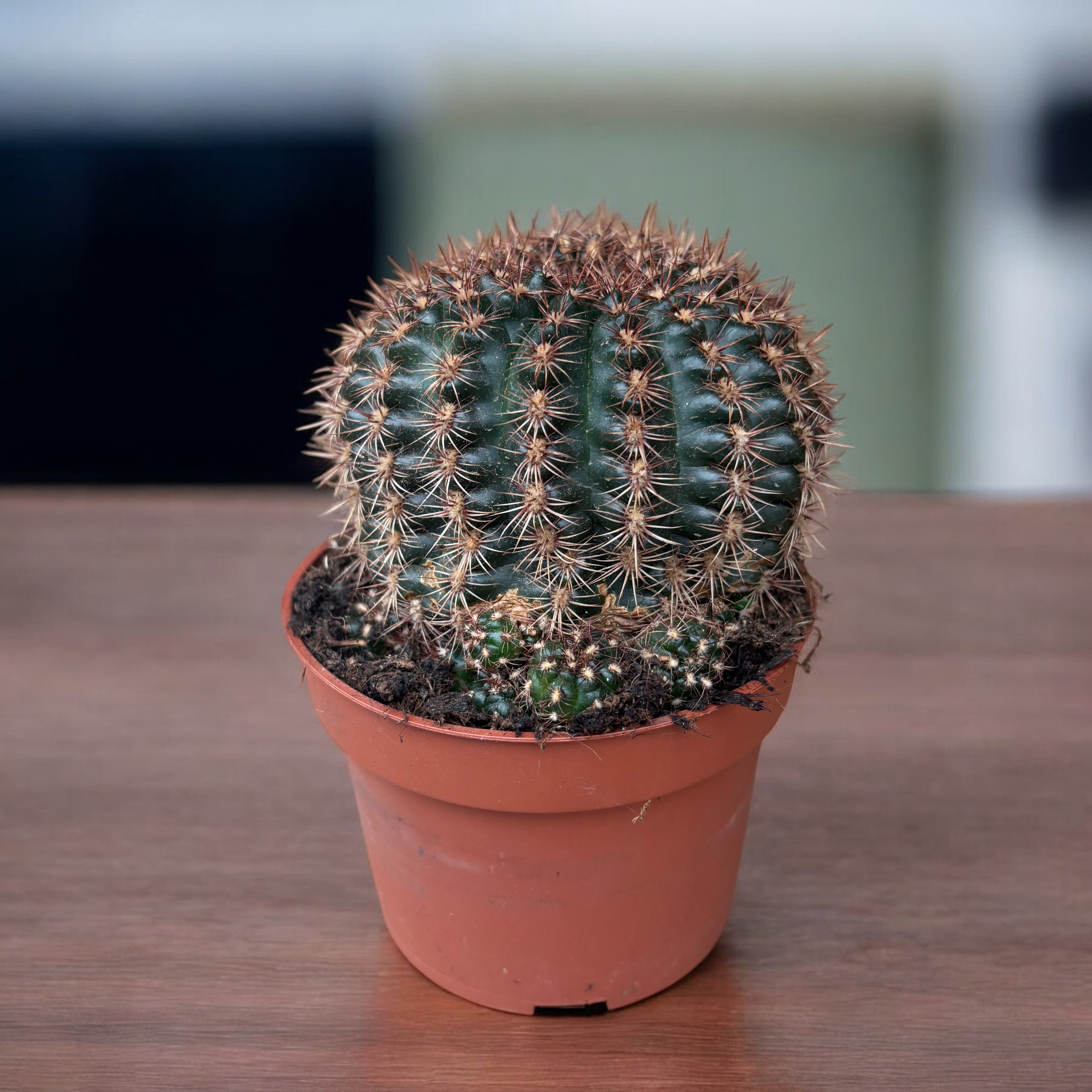 Gymnocalycium mesopotamicum