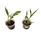 Peristeria elata (Orchidea dello Spirito Santo)