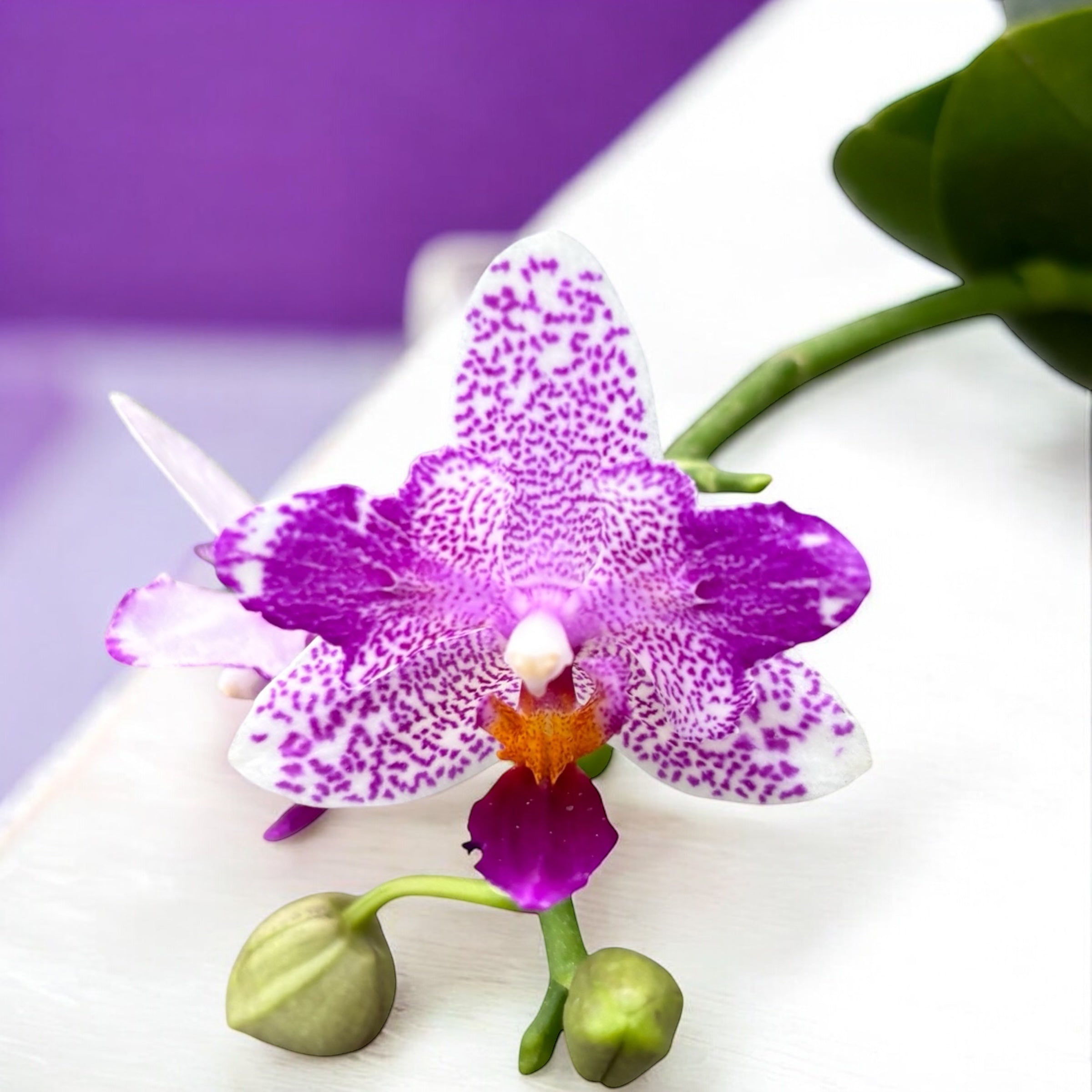 Phalaenopsis Hualien Pink Galaxy '272' (pelorinen) - tuoksuvat kukat