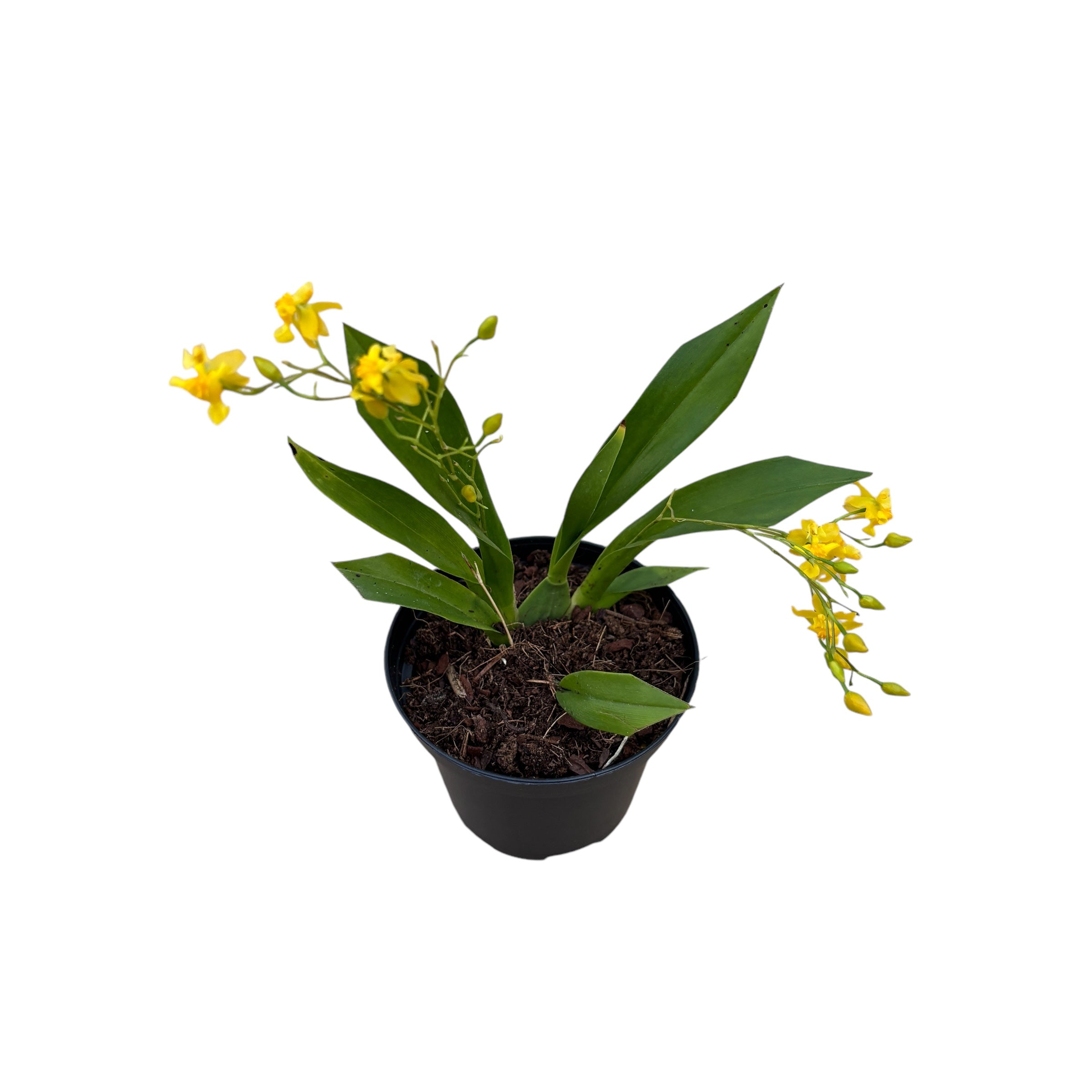 Oncidium Twinkle mix D8 (flori intens parfumate)