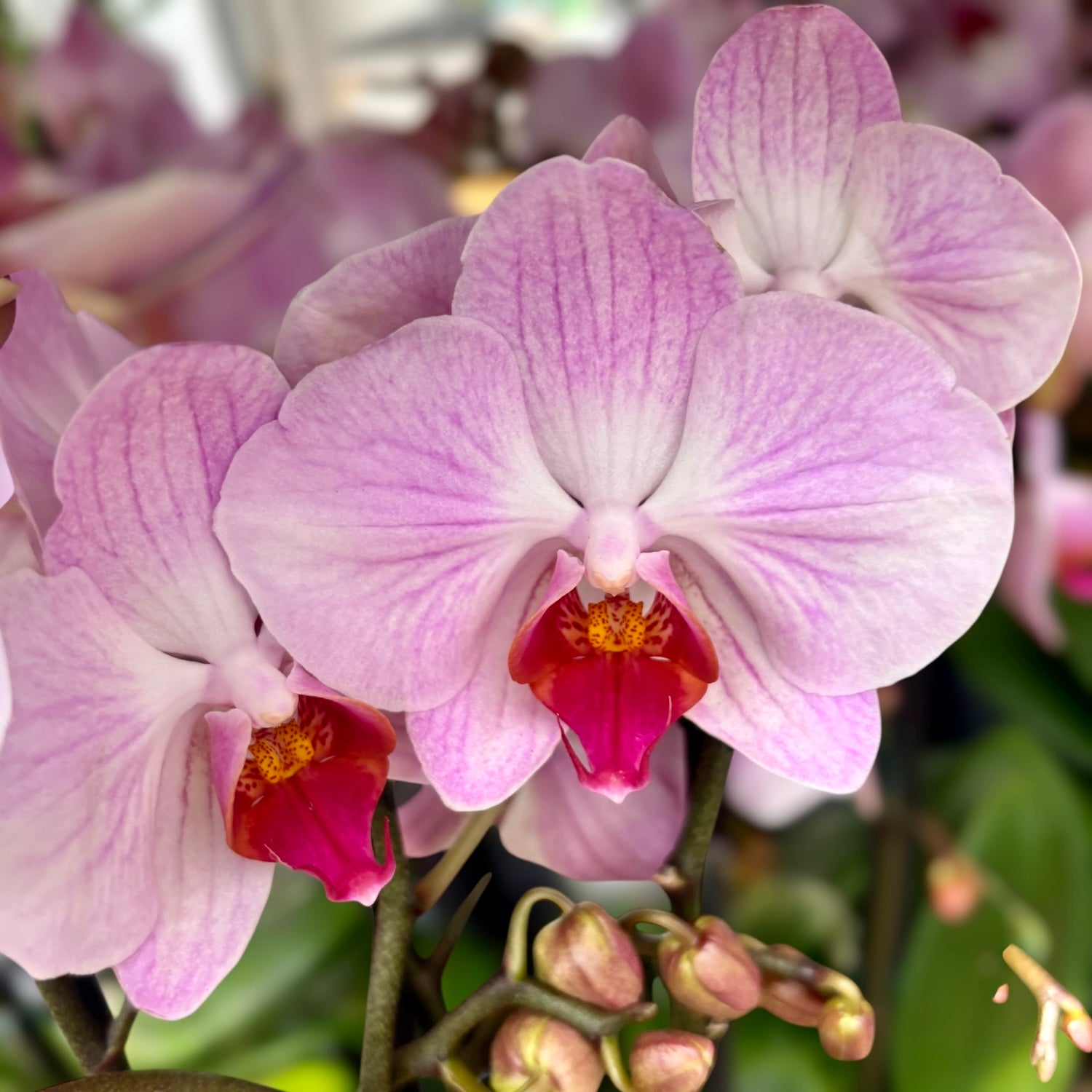 Phalaenopsis Impresionante
