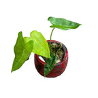 Alocasia micholitziana 'Frydek Variegata' (variegatura menta/maculata)