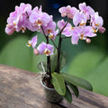 Phalaenopsis Pink Clouds - exemplare impresionante (2 plante/pot)