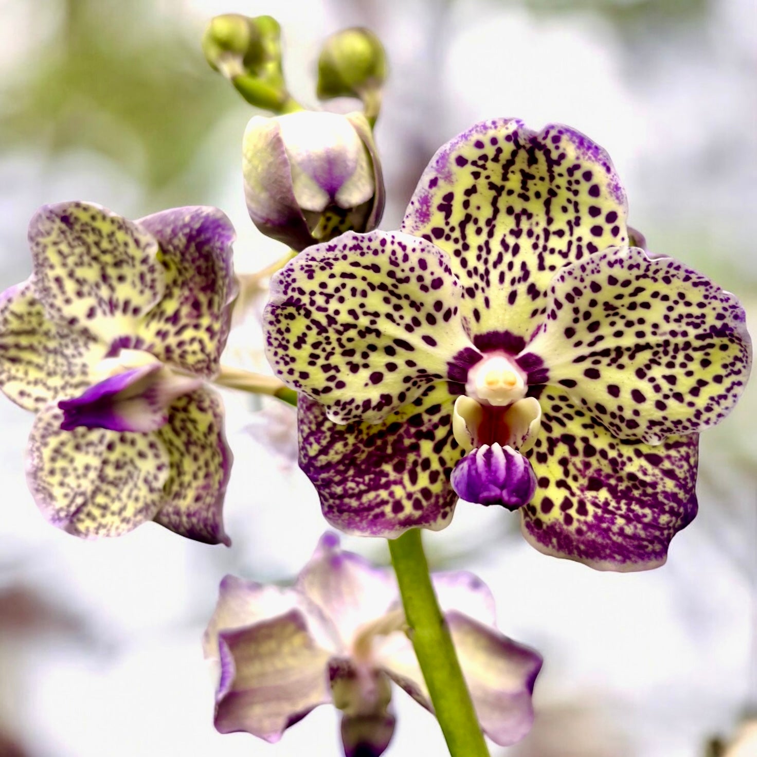 Vanda SUNANDA® Lilac Starlight (Ansu)
