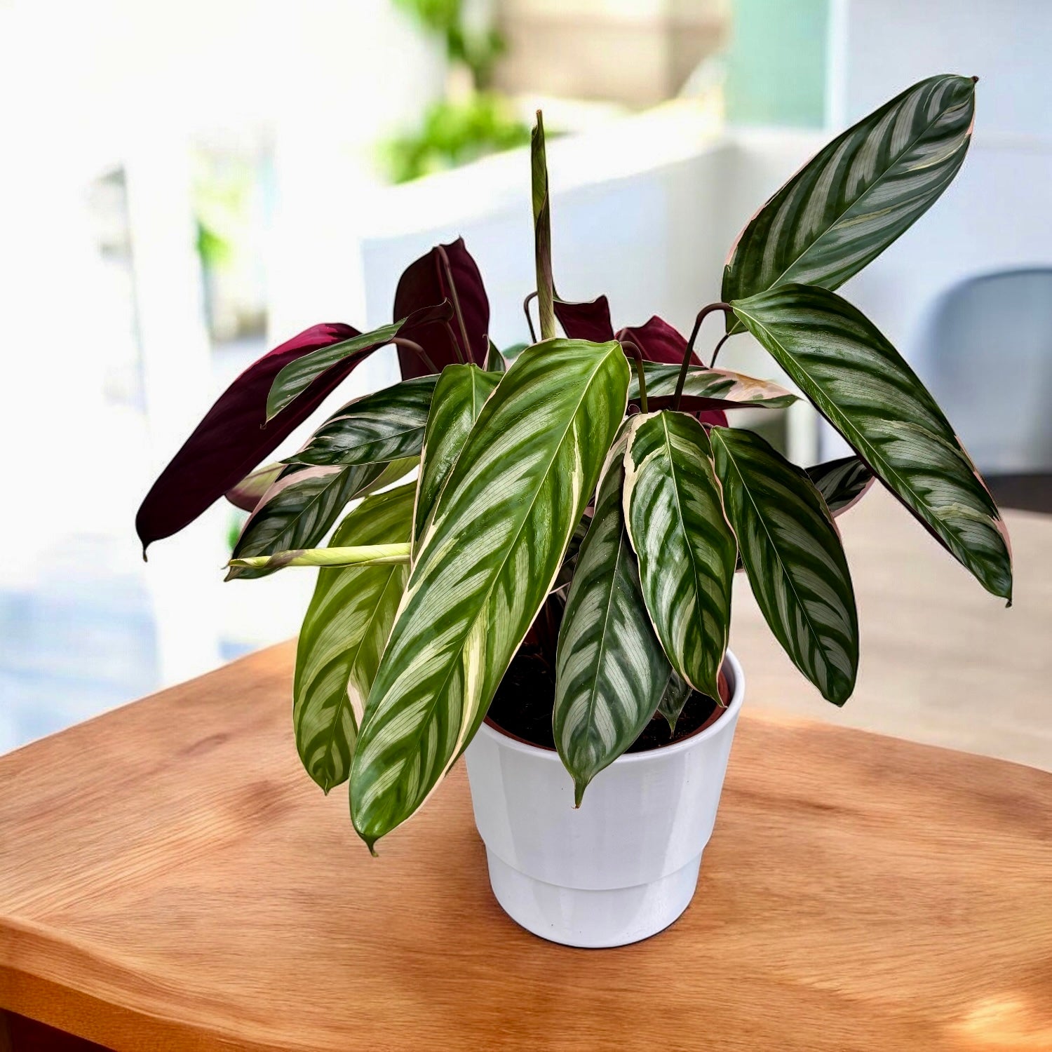 Calathea Ctenanthe oppenheimiana ‘Tricolor’ - frunzis exotic pictat in nuante vii