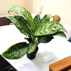 Aglaonema 'Greenlight' - egzemplarze XL (2-3 rośliny/doniczka)