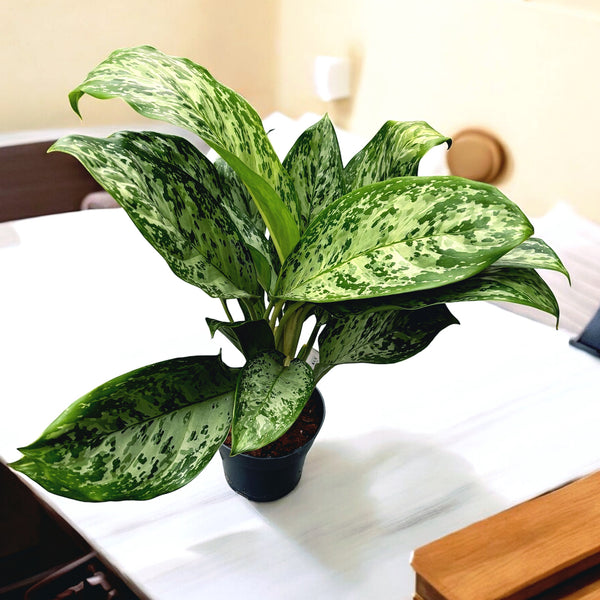 Aglaonema 'Greenlight' - exemplare XL (2-3 plante/ghiveci)