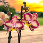 Phalaenopsis Long Pride Charlotte