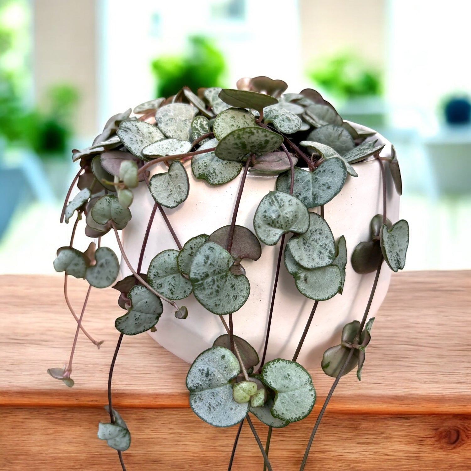 Ceropegia woodii ‘Silver Glory’